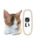平野家のねこスタンプ（個別スタンプ：11）