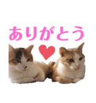 平野家のねこスタンプ（個別スタンプ：12）