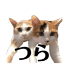 平野家のねこスタンプ（個別スタンプ：13）