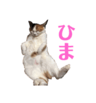 平野家のねこスタンプ（個別スタンプ：15）