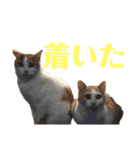 平野家のねこスタンプ（個別スタンプ：16）