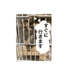 えびちゃんとチョモ様（個別スタンプ：3）