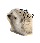 えびちゃんとチョモ様（個別スタンプ：7）