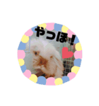 ほっしゃん(2)（個別スタンプ：1）