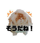 ほっしゃん(2)（個別スタンプ：11）