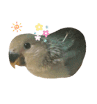 たかぎ家のくりんちゃん（個別スタンプ：1）