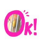 たかぎ家のくりんちゃん（個別スタンプ：3）