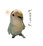 たかぎ家のくりんちゃん（個別スタンプ：13）
