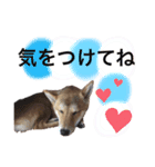 芝＆ポメ 5（個別スタンプ：8）