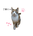 ミクと兄弟たち（個別スタンプ：4）