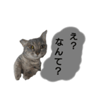 りんりんの日常3（個別スタンプ：1）