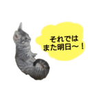 りんりんの日常3（個別スタンプ：3）