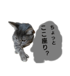 りんりんの日常3（個別スタンプ：7）
