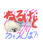 白ペキ「2」（個別スタンプ：3）