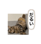 チキンくんとロアくん（個別スタンプ：11）