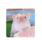 日々愛莉2（個別スタンプ：1）