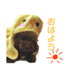 メル太郎10才（個別スタンプ：3）