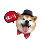 柴犬ヤン君 ハマヤン4（個別スタンプ：1）