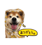 柴犬ヤン君 ハマヤン4（個別スタンプ：2）