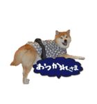 柴犬ヤン君 ハマヤン4（個別スタンプ：3）