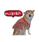 柴犬ヤン君 ハマヤン4（個別スタンプ：4）
