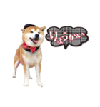 柴犬ヤン君 ハマヤン4（個別スタンプ：6）