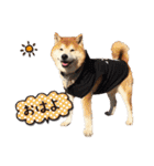 柴犬ヤン君 ハマヤン4（個別スタンプ：7）
