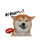 柴犬ヤン君 ハマヤン4（個別スタンプ：10）