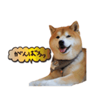 柴犬ヤン君 ハマヤン4（個別スタンプ：11）