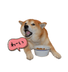 柴犬ヤン君 ハマヤン4（個別スタンプ：13）