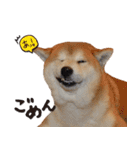 柴犬ヤン君 ハマヤン4（個別スタンプ：14）