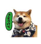 柴犬ヤン君 ハマヤン4（個別スタンプ：15）