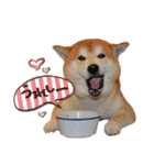 柴犬ヤン君 ハマヤン4（個別スタンプ：16）
