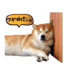 柴犬ヤン君 ハマヤン4（個別スタンプ：17）