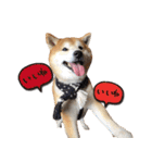 柴犬ヤン君 ハマヤン4（個別スタンプ：18）