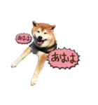 柴犬ヤン君 ハマヤン4（個別スタンプ：19）