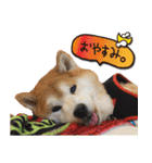 柴犬ヤン君 ハマヤン4（個別スタンプ：20）