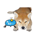 柴犬ヤン君 ハマヤン4（個別スタンプ：22）