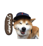 柴犬ヤン君 ハマヤン4（個別スタンプ：25）