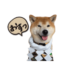 柴犬ヤン君 ハマヤン4（個別スタンプ：27）