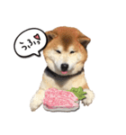 柴犬ヤン君 ハマヤン4（個別スタンプ：28）