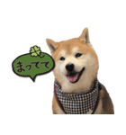 柴犬ヤン君 ハマヤン4（個別スタンプ：29）