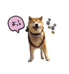 柴犬ヤン君 ハマヤン4（個別スタンプ：30）