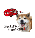 柴犬ヤン君 ハマヤン4（個別スタンプ：31）