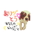 キャバリア*あいさつ 編3（個別スタンプ：1）