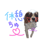 キャバリア*あいさつ 編3（個別スタンプ：3）