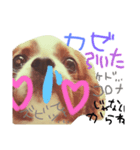 キャバリア*あいさつ 編3（個別スタンプ：5）