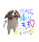 キャバリア*あいさつ 編3（個別スタンプ：7）