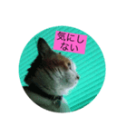 みぃちゃんの色々（個別スタンプ：1）