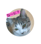 みぃちゃんの色々（個別スタンプ：3）